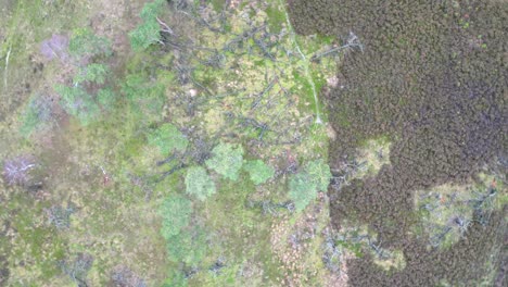 imágenes aéreas de arriba hacia abajo de 4k de un grupo de árboles caídos en una reserva natural de brezales
