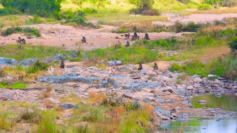 primates and antelopes seen on safari at kruger national park in northeastern south africa