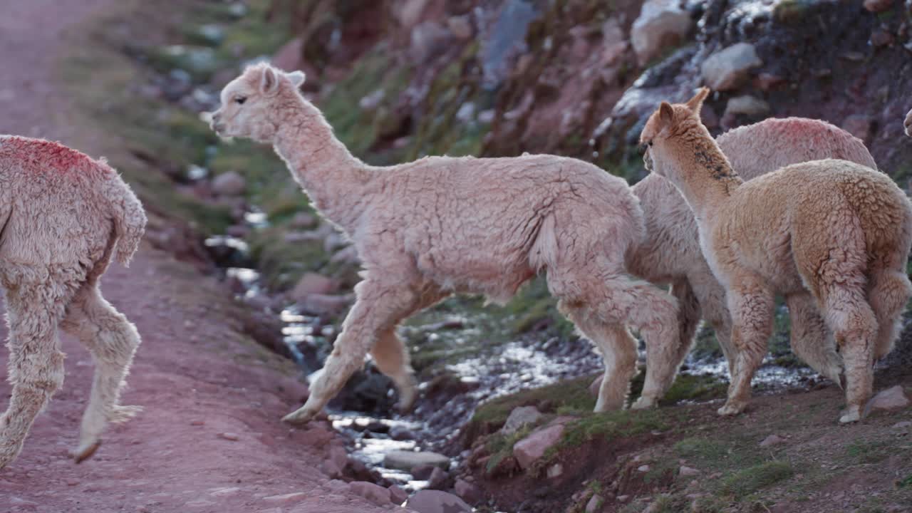 안데스 산맥에서 자유롭게 산책하는 라마들은 울창한 잔디를 잡아먹으며, 새벽의 빛은 그들의 부드러운 털을 강조하며, 함께 바위 지형을 탐험합니다.
