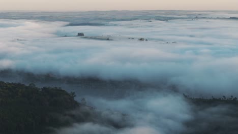 south american subtropical forest covered in fog at dawn