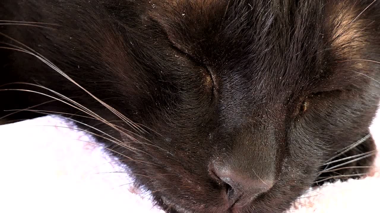 черный котенок спит