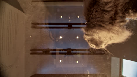 a fluffy cat looks up through a glass table