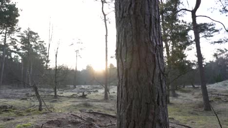 pine forest in the morning light