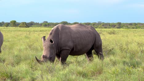 white rhino feeding in front of the camera under amazing light