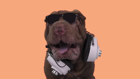 shar pei dog puppy wearing headphones with white background