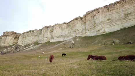 Erleben-Sie-Die-Erhabenheit-Der-Krim,-Während-Sie-In-Diesem-Video-Den-Anblick-Der-Pferde-Genießen,-Die-An-Der-Weißen-Klippe-Grasen-Und-Die-Natürliche-Schönheit-Und-Ruhe-Verkörpern.