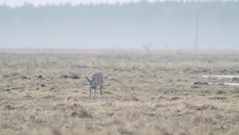 common wild roe deer walking and eating grass on the field in early spring dry grass meadow close up