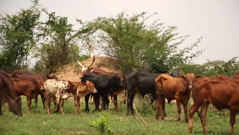 Rebaño-De-Ganado-En-áfrica