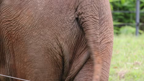 close-up of elephant's tail in various positions