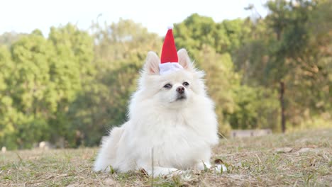 pomeranian with christmas hat lying in the park