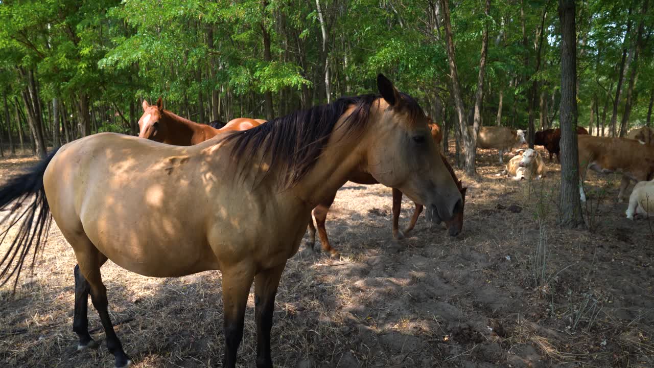 caballo akhal-teke descansa a la sombra durante la sequía, condado de bacs-kiskun, hungría