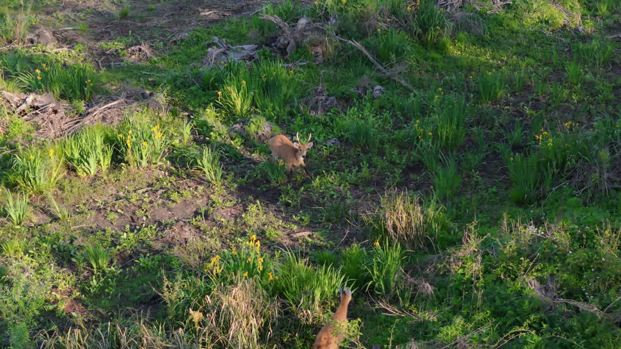 Aerial zoom in Marsh Deer buck and doe in green field, Argentina wildlife