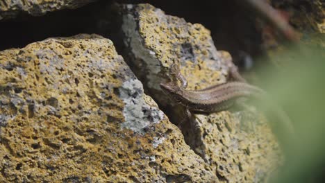 lizard checking for something around him