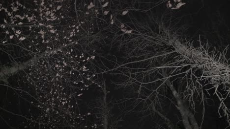 Looking-up-through-branches-within-forest-Winter-Night