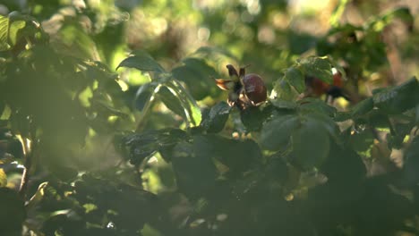 Raindrops-falling-in-super-slow-motion.