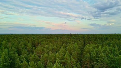 vista aérea de un exuberante bosque de pinos con las copas de los árboles que se extienden hacia un colorido cielo al atardecer