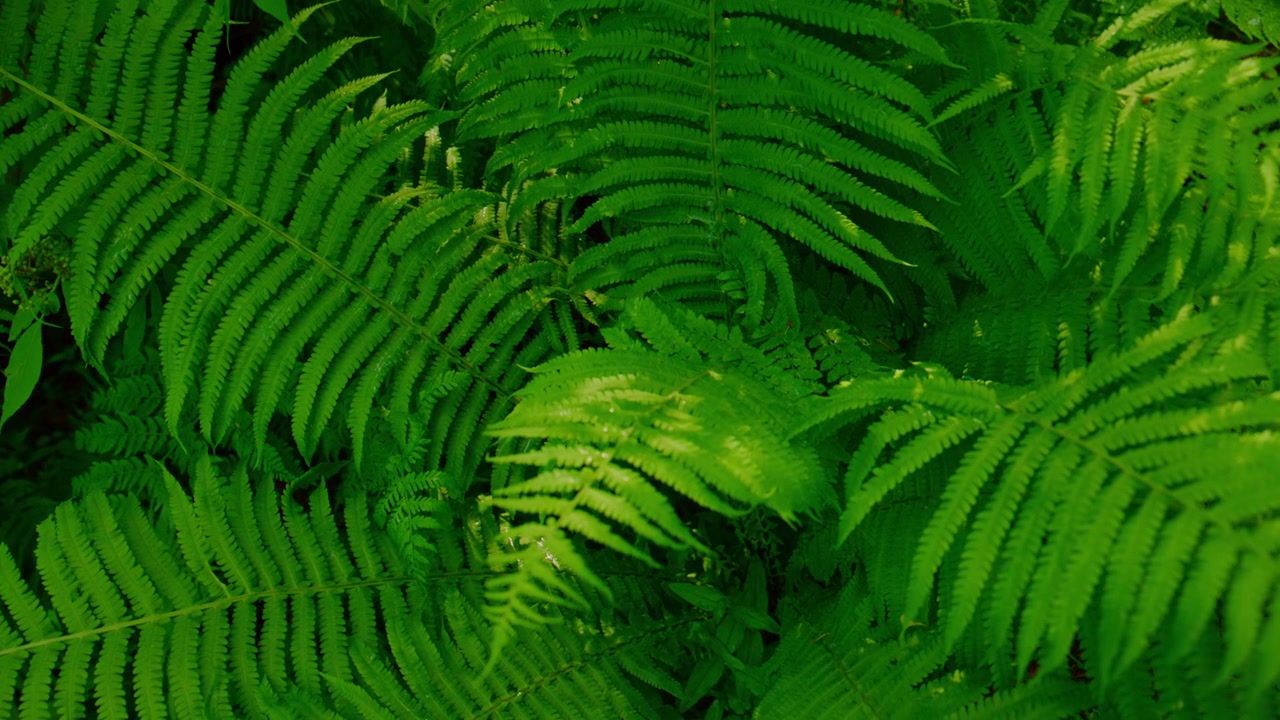 Felci di un verde vibrante riempiono l'inquadratura con dettagliati motivi fogliari. La luce filtra delicatamente, evidenziando texture e curve naturali. Nessuna persona è presente nella scena. Ideale per natura, benessere.