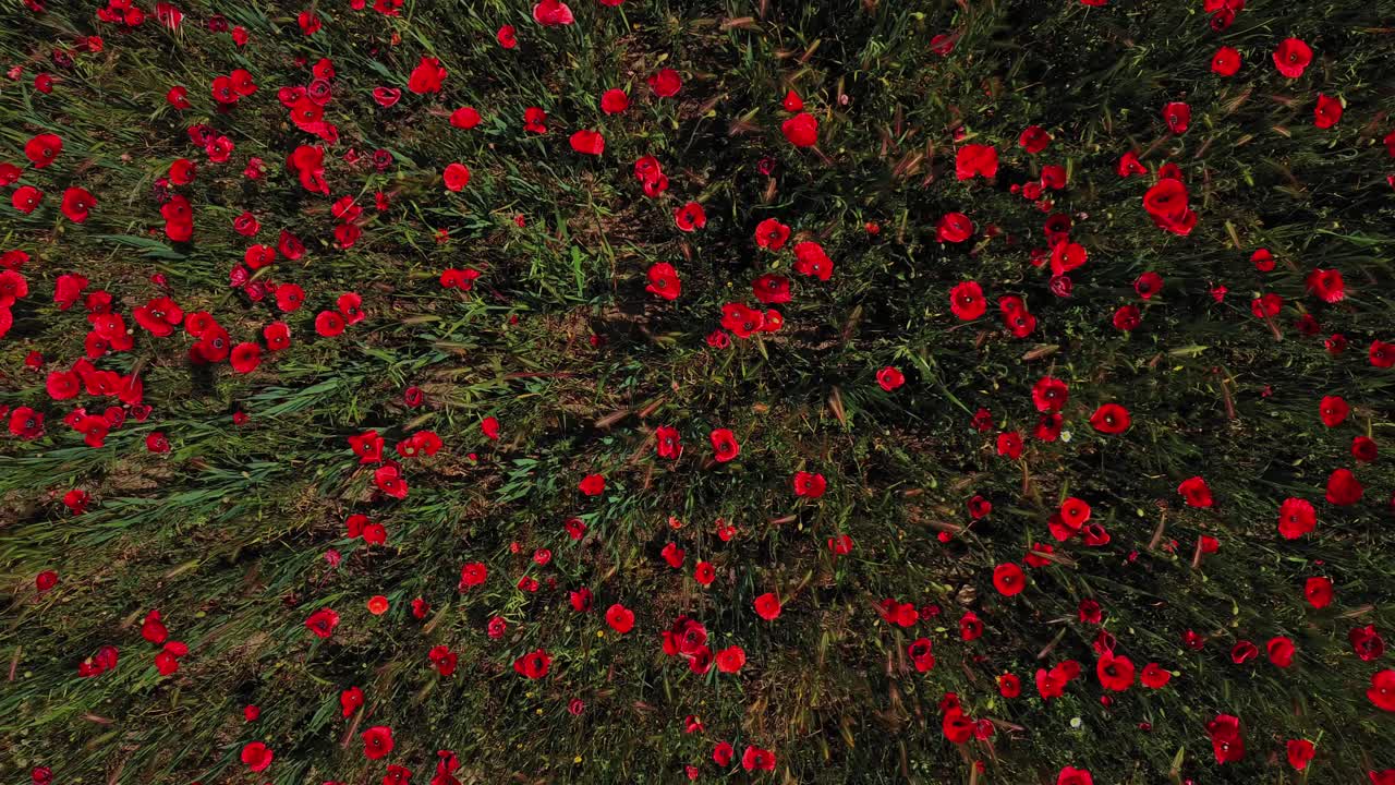 드론의 수직 지상 높이가 은 포피의 꽃을 피우는  위에 있습니다.