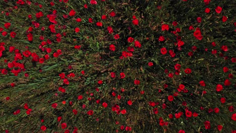 drone vertical zenithal elevation over flowering fields of red poppies