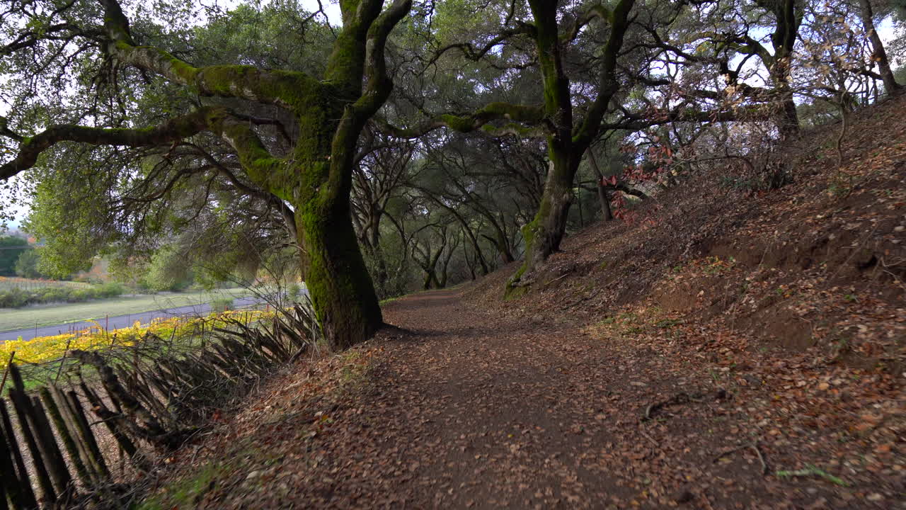 Ripresa fluida con gimbal che percorre un sentiero vicino a un vigneto con una chioma di alberi muschiosa sullo sfondo