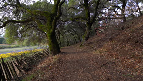 smooth gimbal shot walking down a path next to a vineyard with a mossy tree canopy in the background