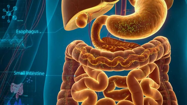 Photorealistic 3D medical animation of the human digestive system golden 3d labeled digestive system with esophagus, liver, stomach
