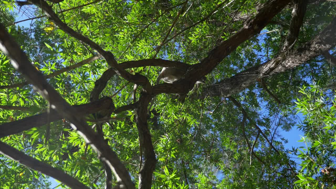 Scimmie Vervet che si arrampicano sugli alberi verdi in alto.