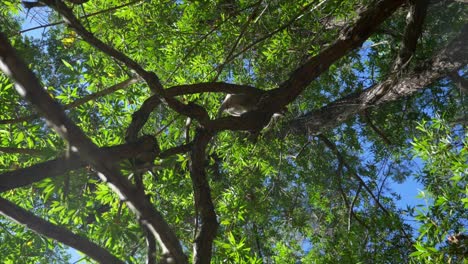 vervet monkeys climbing in green trees overhead