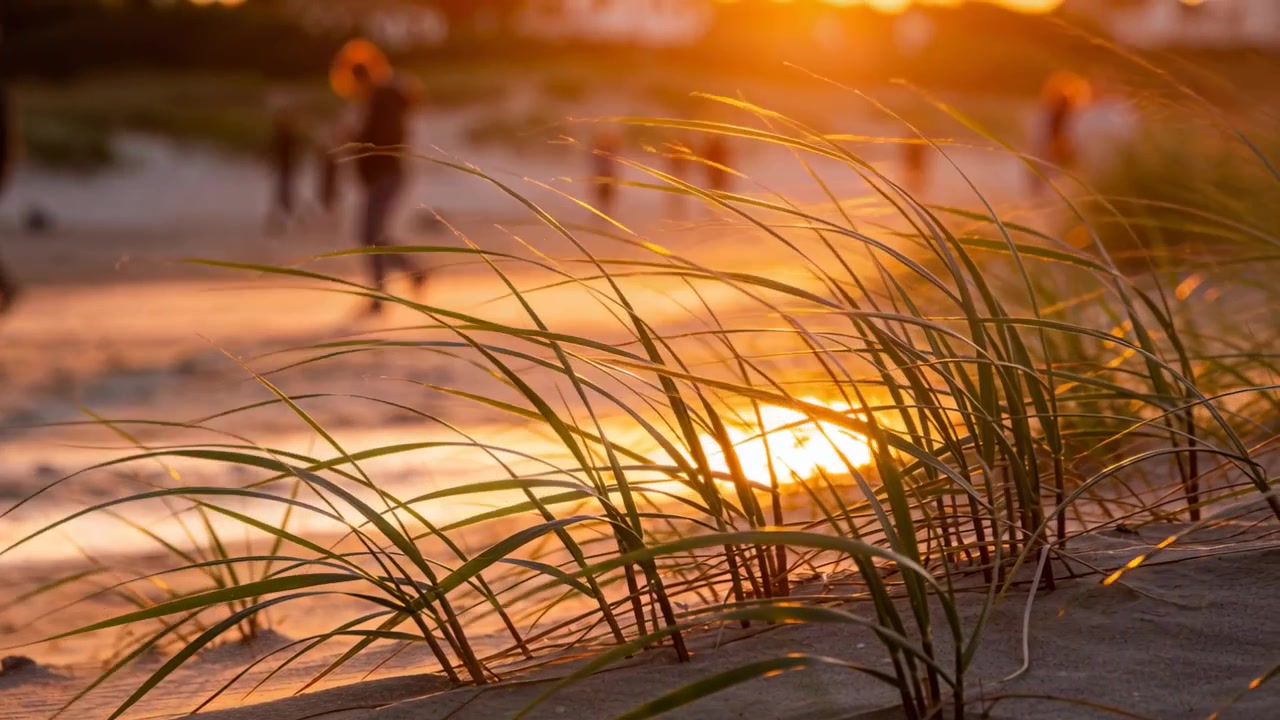 Grama de duna banhada, sol baixo fazendo as folhas balançarem, areia molhada brilhando, caminhantes borrados atravessando a praia