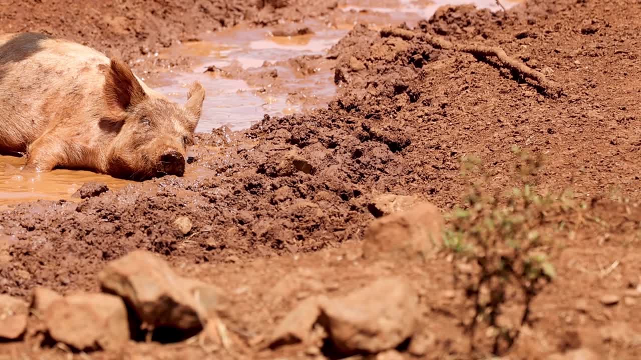 A pig lies contentedly in a muddy area, surrounded by rocks and sparse vegetation.