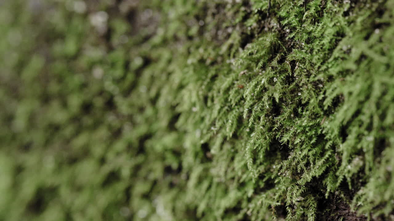 Scatto macro di muschio su un tronco umido nella foresta