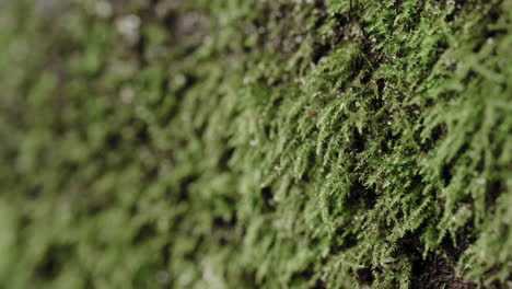 Makroaufnahme-Von-Moos-Auf-Einem-Feuchten-Baumstamm-Im-Wald