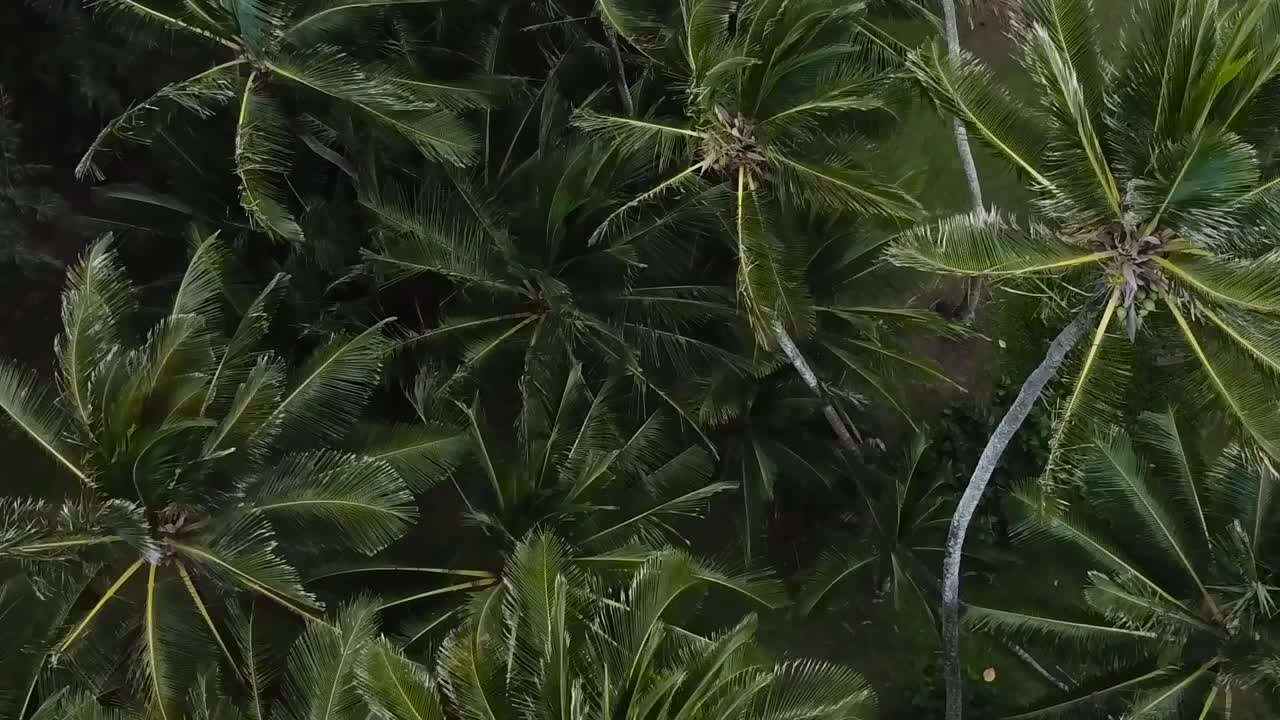 antena de drones sobre palmeras que soplan en el viento