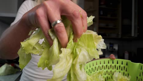 transferir hojas de lechuga iceberg lavadas de un colador de plástico a una tabla de madera en la cocina