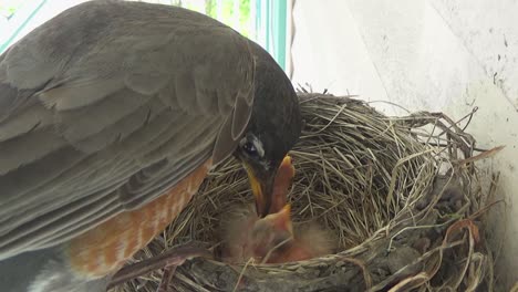 Eine-Riesige-Mahlzeit-Aus-Würmern-Für-Zwei-Flauschige-Kleine-Baby-Rotkehlchen-In-Ihrem-Nest