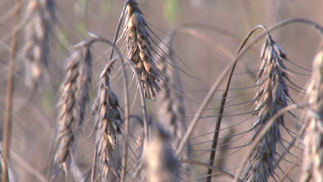 dry wheat in crops in central mexico