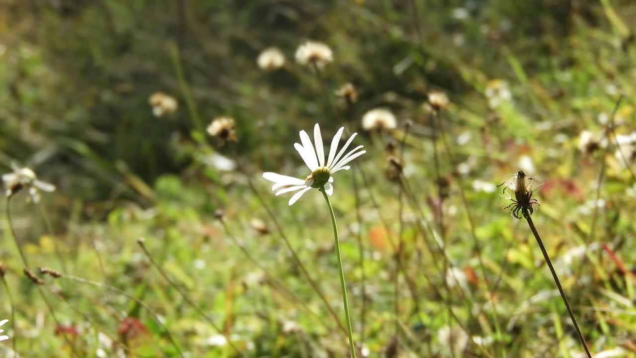 봄 바람 부는 날에 고립된 데이지