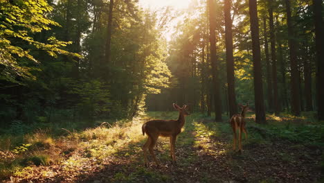 deer in a sunny forest