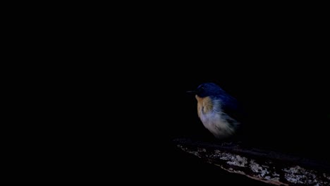An-Indochinese-Blue-Flycatcher-Cyornis-sumatrensis-moves-from-its-front-to-its-back,-as-it-stands-out-from-its-dark-background-in-the-rainforest-of-Kaeng-Krachan-National-Park-in-Thailand