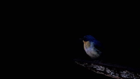 una mosquitera azul indochina cyornis sumatrensis se mueve de su frente a su espalda, ya que se destaca de su fondo oscuro en la selva tropical del parque nacional kaeng krachan en tailandia