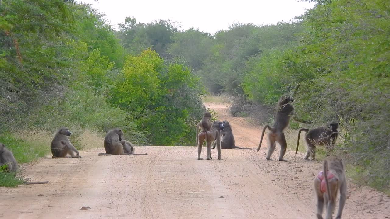 크루거 국립 공원 (kruger national park) 의 자연 서식지에서 도로 에서 모인 바비안 가족