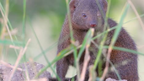 a brown dwarf mongoose on high alert sits on a rock in the tall grass, close up