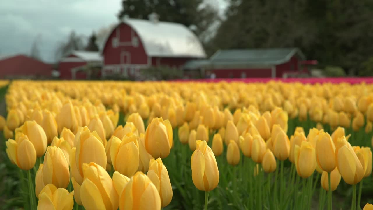 tulipanes amarillos del valle de skagit, estado de washington 4k.