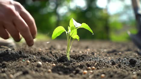 nurturing growth: the process of planting a seedling into rich fertile soil, connecting nature and care in a garden environment