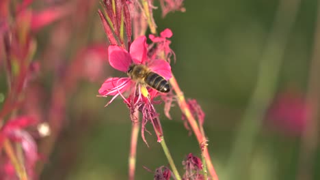 una abeja buscando polen en una flor y volando en un jardín