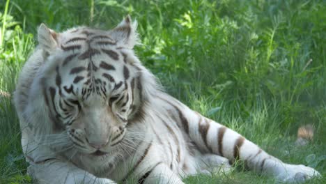 big white bengal tiger yawning amidst vivid green landscape - slowmo