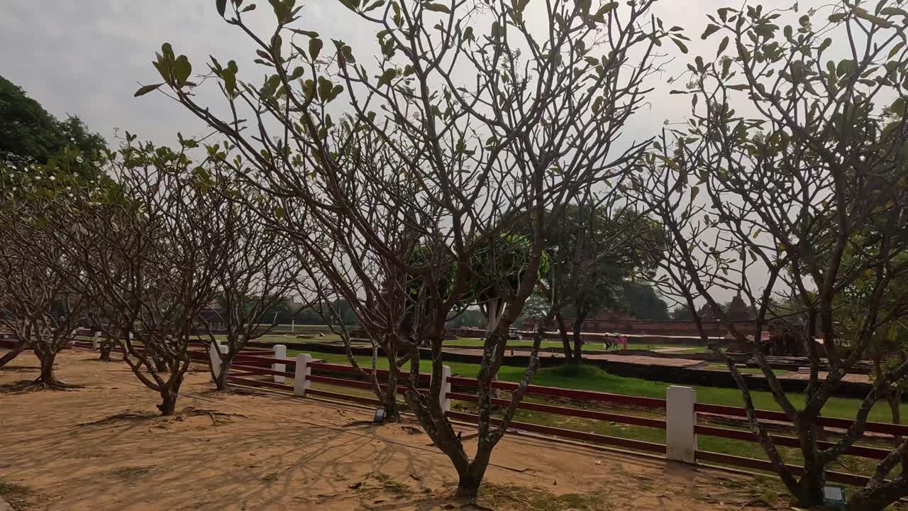 조용 한 공원 에서 나무 를 지나가는 사람