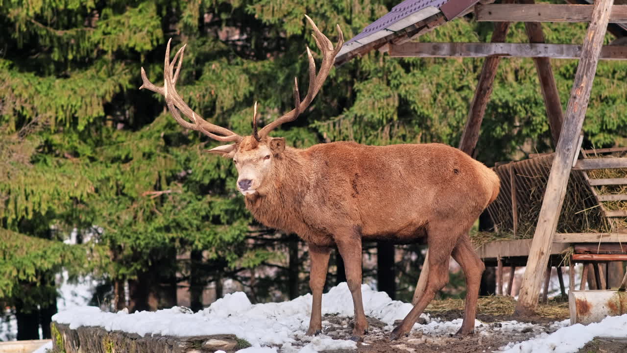 Feeder with deer on a snow-covered lawn in the Carpathians, forest around it, Romania