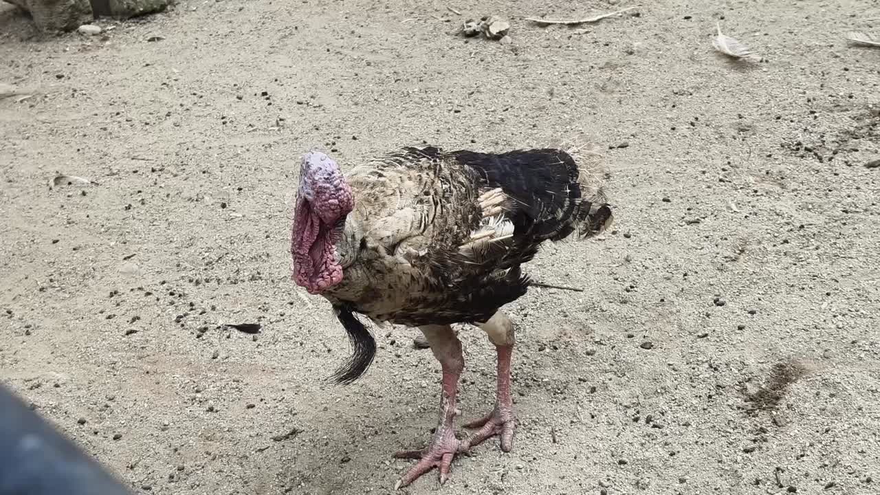 동물원 안의 칠면조