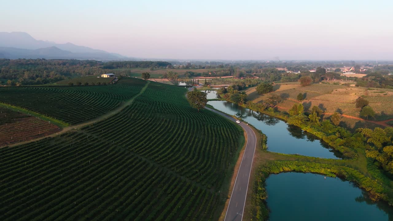 Piantagione di tè Choui Fong nella provincia di Chiang Rai, vista drone